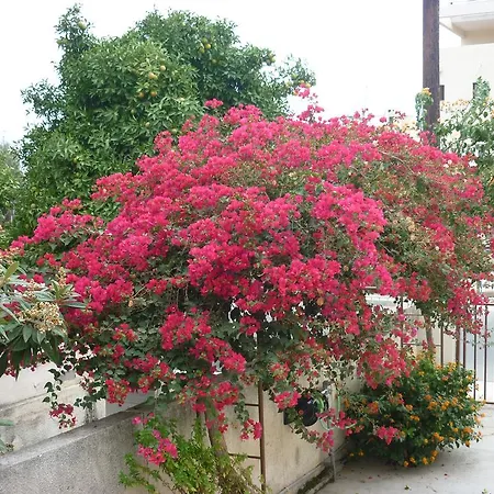 Stella Studio Appartement Limassol